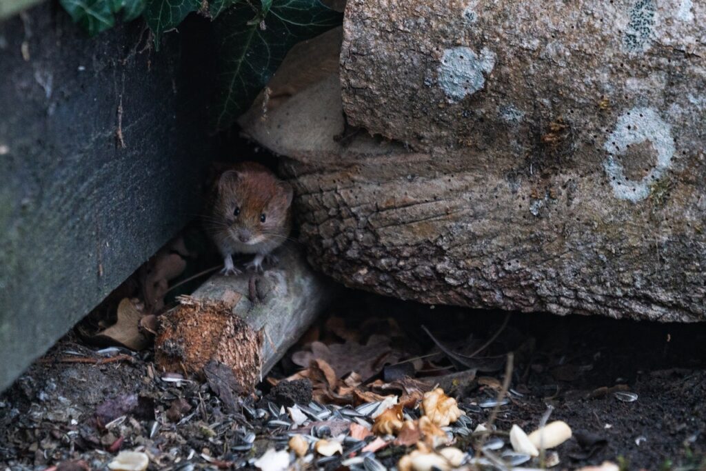 rat in wood